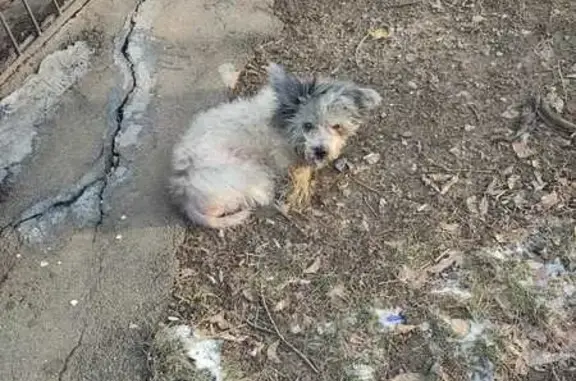 Найдена собака: Енисейская ул., 21