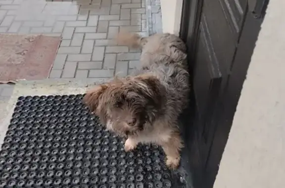 Собака найдена в СНТ Искра, Калининград