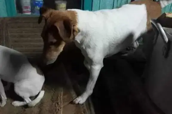 Собаки потеряшки, Рязань, фото: Потеряшка фокстерьер, ул. Осипенко, Рязань