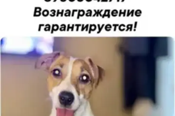 Пропала собака ул.Собинова, Афанасово