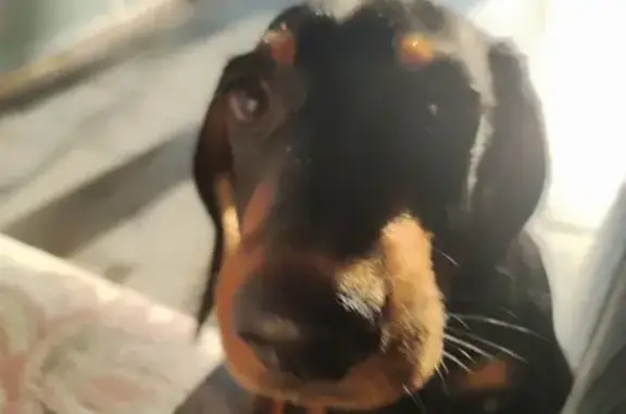 Собаки потеряшки, Калининградская область, фото: Потеряшка щенок таксы, Еловая ул., 2