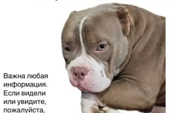 Пропала собака: Димитрова, 11