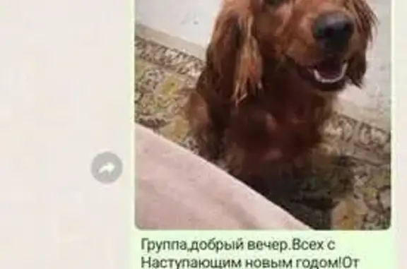 Пропала собака: Криничная, 30, Краснодар