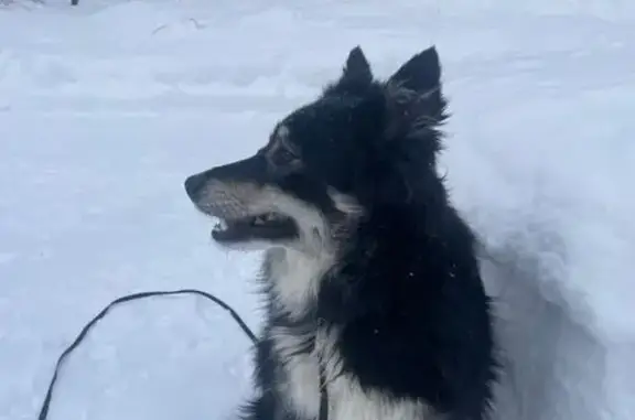 Найдена собака, , фото: Собака найдена на Матюшинском тракте