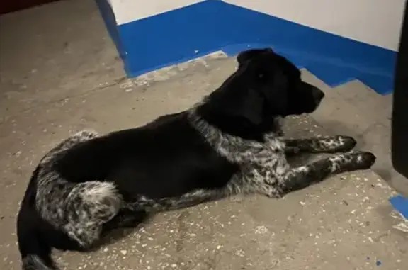 Собака найдена: Нейбута 12, Владивосток