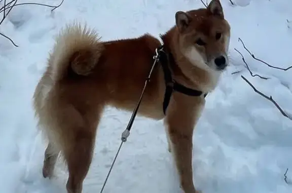 Пропала собака в Кокшайске, Заводская