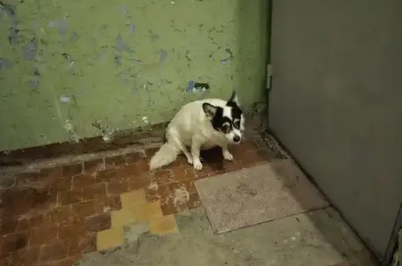Найдена собака, пр-т Ленина, 4, Петрозаводск