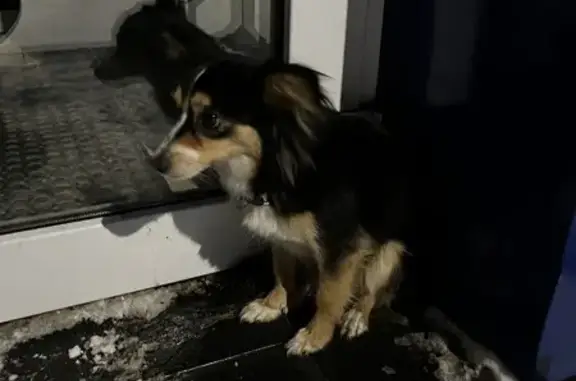 Найдена собака: Тореза 64, Новокузнецк