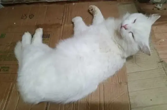 Пропал белый кот: Тенистая Аллея