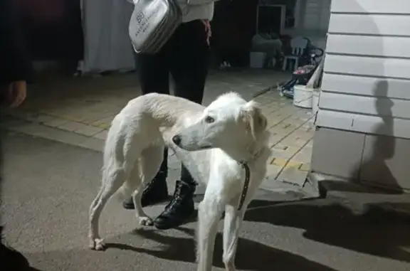 Найдена собака ул. Мира/Краснофлотская