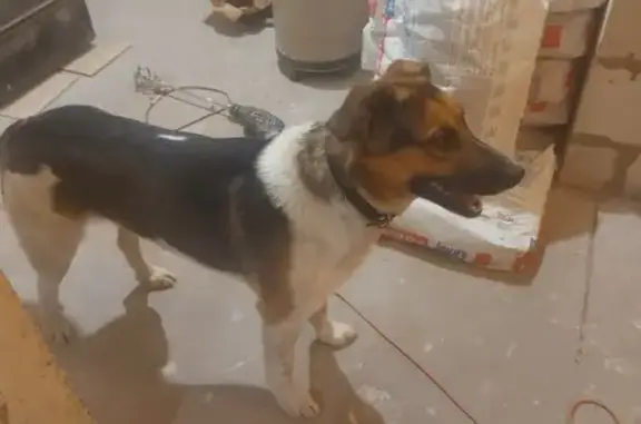 Найдена собака, Санкт-Петербург, фото: Найдена собака: Приморский пр., 63