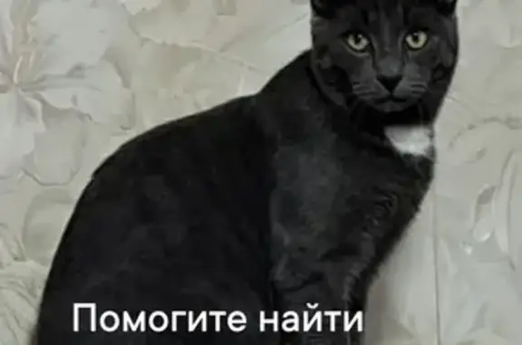 Пропал кот Семён, Саки, ул. Старикова, 30