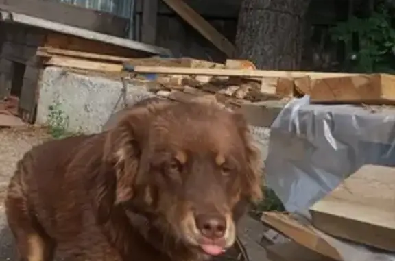 Пропала собака в Томске
