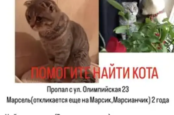 Пропала кошка: Олимпийская, 23