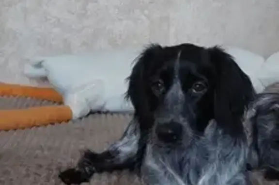 Потерянные животные Пенза, фото: Пропала собака Джесси, ул. Титова, 6