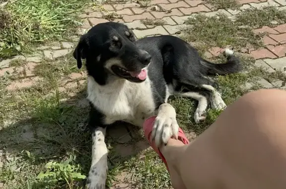 Пропала собака в Богородском
