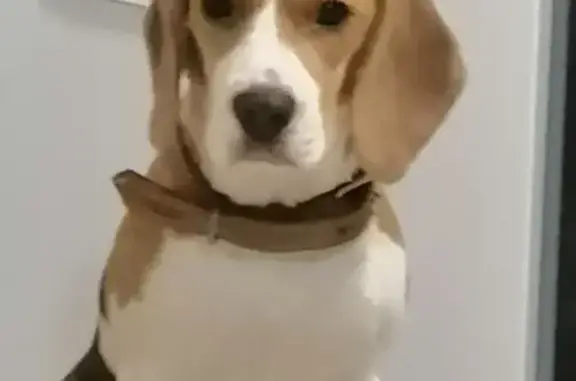 Найдена собака, , фото: Пропала собака в Североуральске