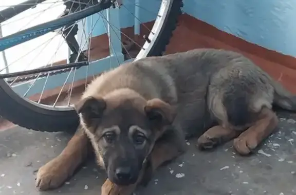 Найдена собака на Хакасской, Абакан