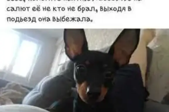 Пропала собака Лада, Усолье-Сибирское