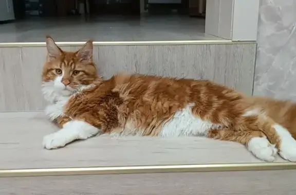 Пропала кошка: Айвазовского, 68