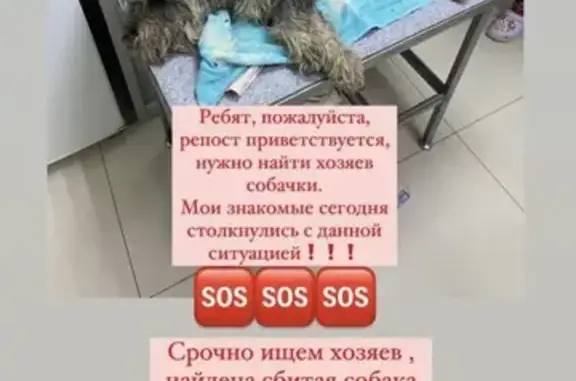 Найдена собака: ул. Достоевского, 24