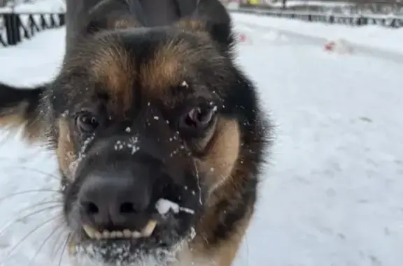 Найдена собака, Санкт-Петербург, фото: Найдена собака на Кушелевской дороге