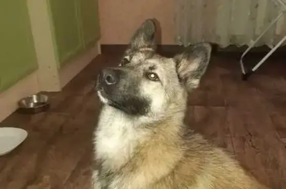 Найдена собака, Юности 44, Ставрополь