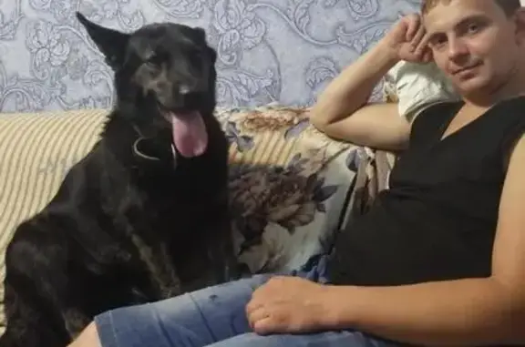 Пропала собака в Зернограде, 3А