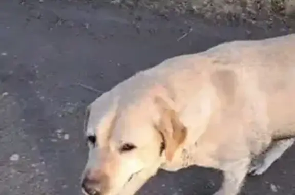 Найдена собака: Гастелло 21, Краснодар