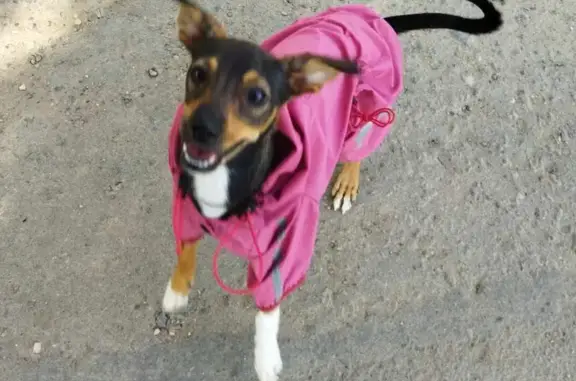 Собаки потеряшки, Волгоград, фото: Потеряшка собака: ул. Батова, 9, Волгоград