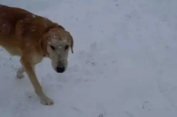 Найдена собака в Мураевском