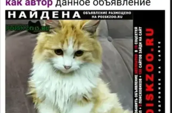 Найдена кошка: Шеболдаева, 4, Ставрополь