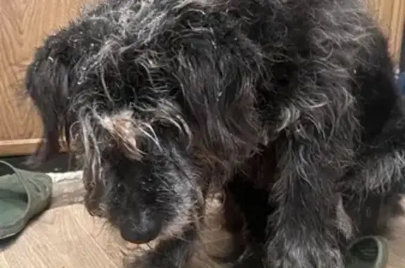 Найдена собака: Рахманинова, 13, Пенза