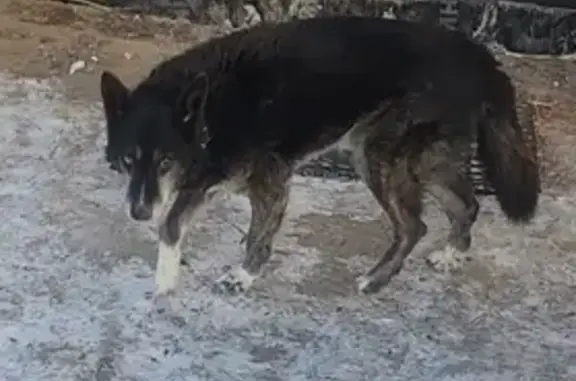 Найдена собака в Евсеево, Улитино