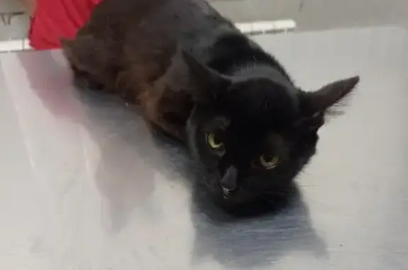 Найден черный кот: Хрустальная, 23