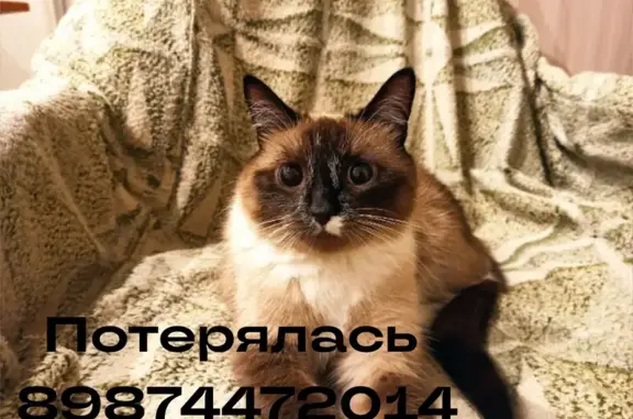 Пропала кошка, ул. Баженова, 57
