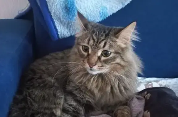 Кошка найдена: Чернышевского, 14