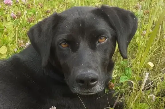 Найдена собака: Октябрьская, Павловка