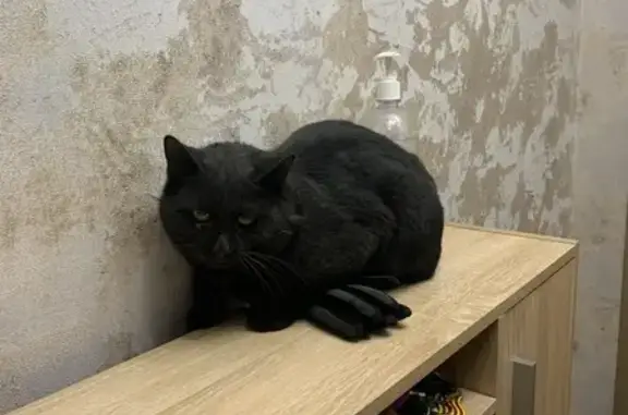 Чёрный кот найден: ул. Тухачевского, 37