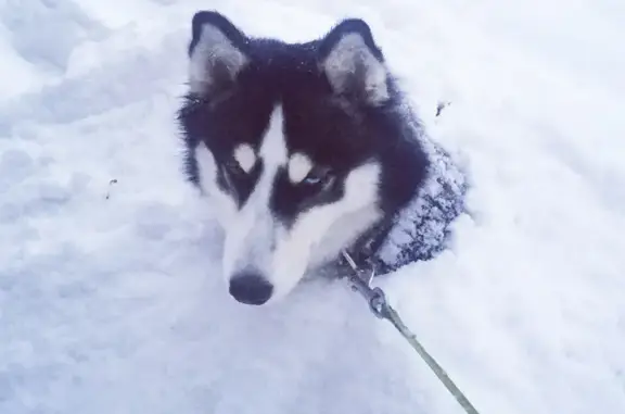 Пропала собака Мэгги, МО