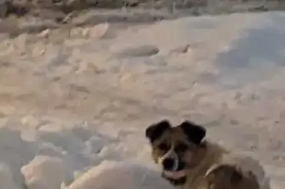 Найдена собака: Чапаева, 67, Воронеж