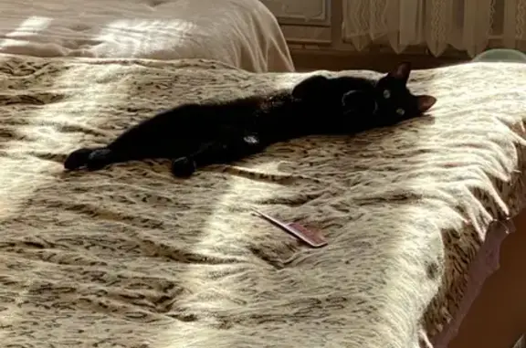 Пропала черная кошка: Пролетарская, 17