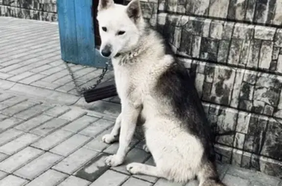 Найдена собака в Репном, Белгородской