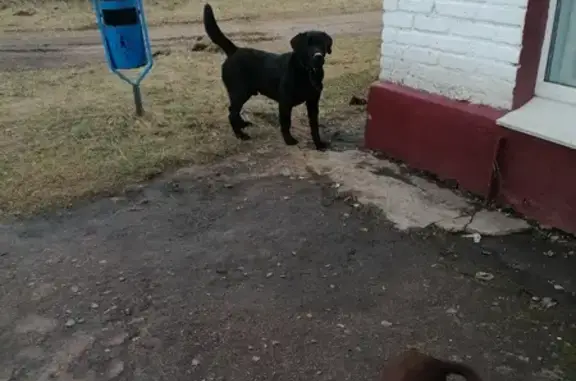 Найден лабрадор Р93, Мышковичский - photo