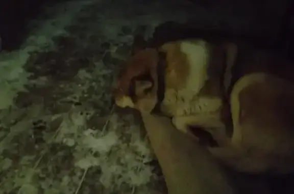 Найдена собака в Куйвозовском