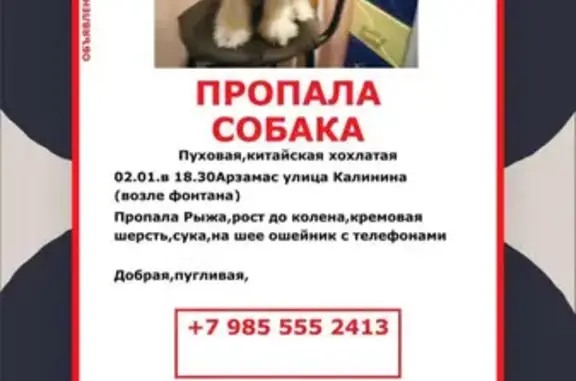 Пропала собака в Арзамасе, ул. Калинина