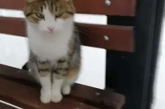 Найдена кошка на Львовской, Оренбург
