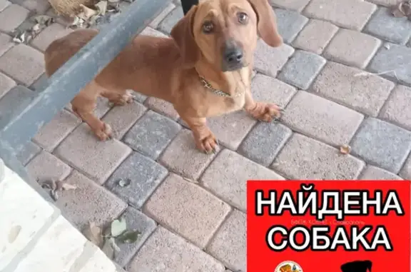 Найдена собака, Ставрополь