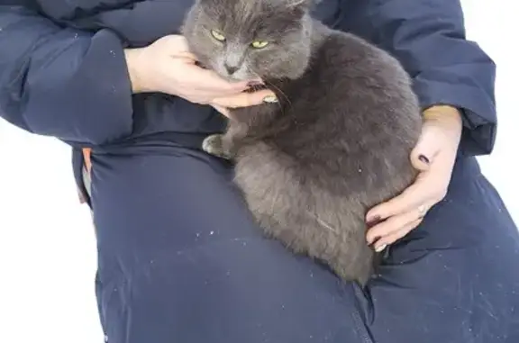 Найден серый кот: Больничная ул., Горно-Алтайск