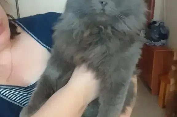 Кошка найдена: Сурикова, 16, Н. Новгород